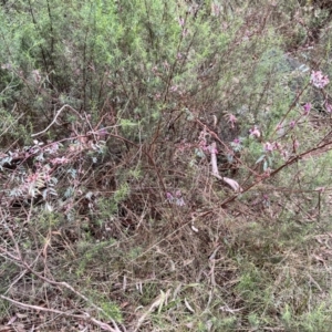 Indigofera australis subsp. australis at Canberra Central, ACT - 2 Oct 2023