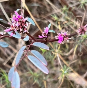 Indigofera australis subsp. australis at Canberra Central, ACT - 2 Oct 2023