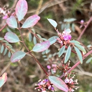 Indigofera australis subsp. australis at Canberra Central, ACT - 2 Oct 2023