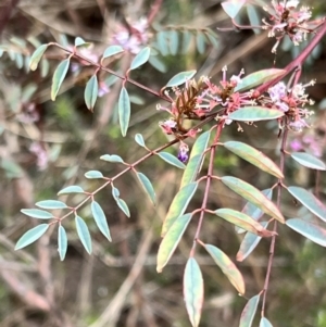 Indigofera australis subsp. australis at Canberra Central, ACT - 2 Oct 2023