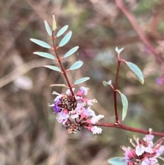 Indigofera australis subsp. australis at Canberra Central, ACT - 2 Oct 2023