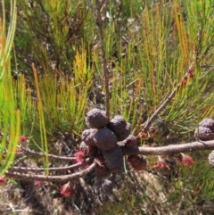 Allocasuarina nana (Dwarf She-oak) at Berlang, NSW - 1 Oct 2023 by MatthewFrawley