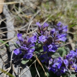 Ajuga australis at Captains Flat, NSW - 1 Oct 2023