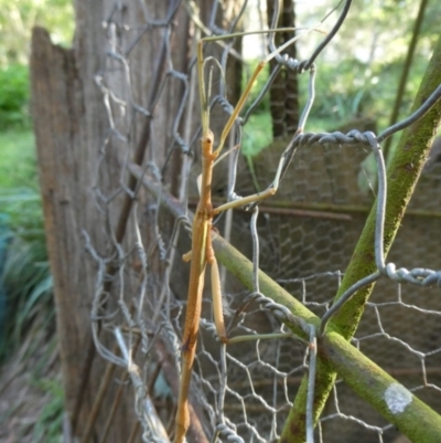 Ctenomorpha marginipennis (Margin-winged stick insect) at Mongarlowe River - 20 Feb 2021 by arjay