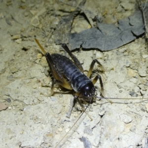 Stenopelmatidae sp. (family) at Charleys Forest, NSW - 1 Oct 2023