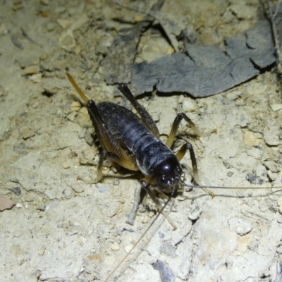 Stenopelmatidae sp. (family) (A cricket) at Mongarlowe River - 1 Oct 2023 by arjay