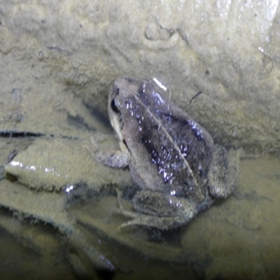 Paracrinia haswelli (Haswell's Frog) at Mongarlowe River - 1 Oct 2023 by arjay