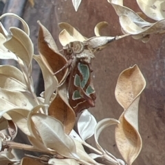 Cosmodes elegans (Green Blotched Moth) at Holt, ACT - 2 Oct 2023 by JimL