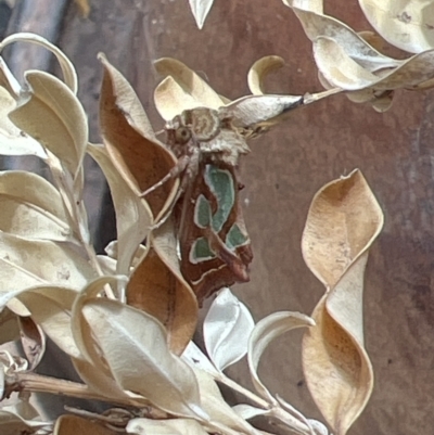 Cosmodes elegans (Green Blotched Moth) at Holt, ACT - 1 Oct 2023 by JimL