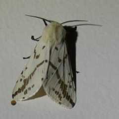 Ardices canescens (Dark-spotted Tiger Moth) at Queanbeyan, NSW - 1 Oct 2023 by Paul4K