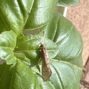 Lecithoceridae (family) at Holt, ACT - suppressed