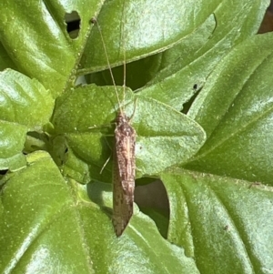 Lecithoceridae (family) at Holt, ACT - suppressed