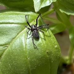 Badumna sp. (genus) (Lattice-web spider) at Holt, ACT - 2 Oct 2023 by JimL