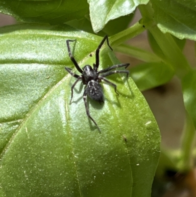 Badumna sp. (genus) (Lattice-web spider) at Holt, ACT - 1 Oct 2023 by JimL