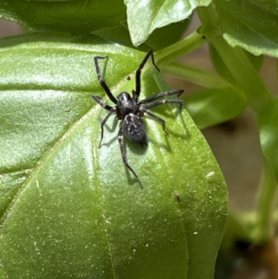 Badumna sp. (genus) (Lattice-web spider) at Holt, ACT - 2 Oct 2023 by JimL