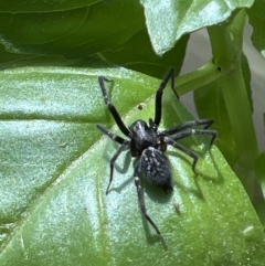 Badumna sp. (genus) at Holt, ACT - 2 Oct 2023