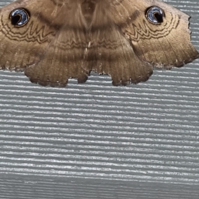 Dasypodia selenophora (Southern old lady moth) at Bicentennial Park - 2 Oct 2023 by Paul4K