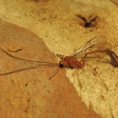 Dicamptus fuscicornis (Ichneumon wasp) at Conder, ACT - 11 Apr 2023 by michaelb