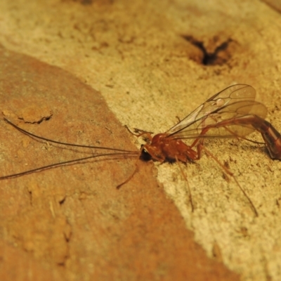 Dicamptus fuscicornis (Ichneumon wasp) at Conder, ACT - 11 Apr 2023 by MichaelBedingfield