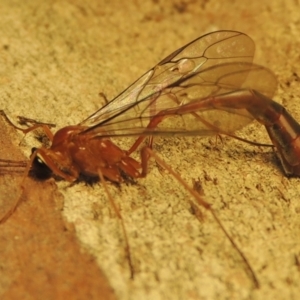 Dicamptus fuscicornis at Conder, ACT - 11 Apr 2023