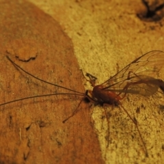 Dicamptus fuscicornis at Conder, ACT - 11 Apr 2023