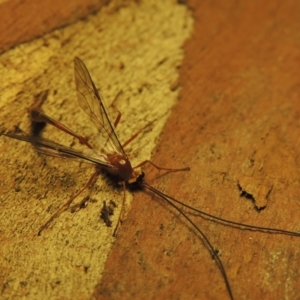 Dicamptus fuscicornis at Conder, ACT - 11 Apr 2023