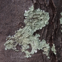 Parmeliaceae (family) (A lichen family) at Pollinator-friendly garden Conder - 13 Apr 2023 by michaelb