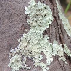 Parmeliaceae (family) at Conder, ACT - 13 Apr 2023 12:58 PM