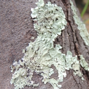 Parmeliaceae (family) at Conder, ACT - 13 Apr 2023 12:58 PM