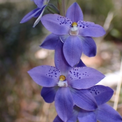 Thelymitra ixioides (Dotted Sun Orchid) at Penrose, NSW - 30 Sep 2023 by AnneG1