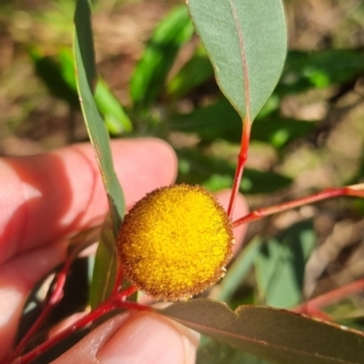 Unidentified Other Wildflower or Herb at Kuranda, QLD - 30 Sep 2023 by KazB