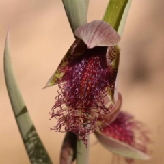 Calochilus platychilus (Purple Beard Orchid) at Bruce, ACT - 2 Oct 2023 by ConBoekel