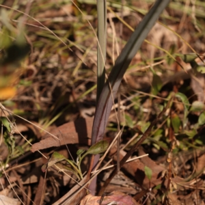 Calochilus platychilus at Bruce, ACT - 2 Oct 2023