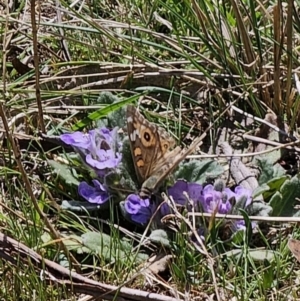 Junonia villida at Captains Flat, NSW - 2 Oct 2023