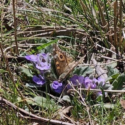 Junonia villida (Meadow Argus) at Captains Flat, NSW - 2 Oct 2023 by Csteele4