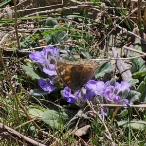 Junonia villida at Captains Flat, NSW - 2 Oct 2023