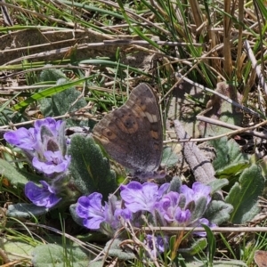 Junonia villida at Captains Flat, NSW - 2 Oct 2023 12:46 PM