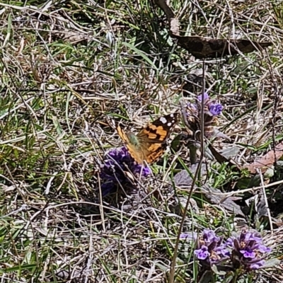 Vanessa kershawi (Australian Painted Lady) at Captains Flat, NSW - 2 Oct 2023 by Csteele4