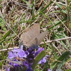 Lampides boeticus (Long-tailed Pea-blue) at Captains Flat, NSW - 2 Oct 2023 by Csteele4