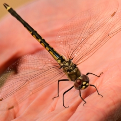 Hemicordulia tau (Tau Emerald) at Belconnen, ACT - 2 Oct 2023 by Thurstan