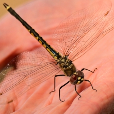 Hemicordulia tau (Tau Emerald) at Lake Ginninderra - 1 Oct 2023 by Thurstan