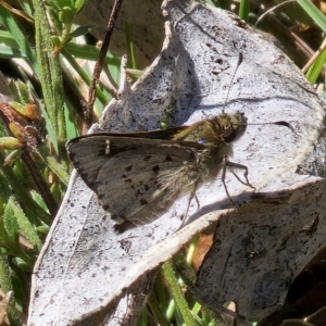 Pasma tasmanica at Captains Flat, NSW - 2 Oct 2023