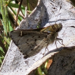 Pasma tasmanica at Captains Flat, NSW - 2 Oct 2023