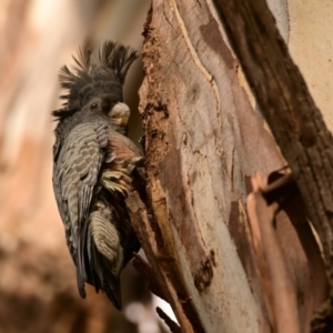 Callocephalon fimbriatum at Belconnen, ACT - suppressed