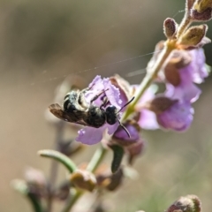 Lasioglossum (Chilalictus) sp. (genus & subgenus) at Acton, ACT - 2 Oct 2023