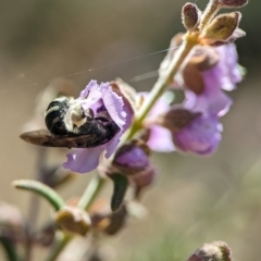 Lasioglossum (Chilalictus) sp. (genus & subgenus) at Acton, ACT - 2 Oct 2023 12:37 PM