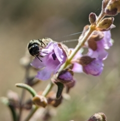 Lasioglossum (Chilalictus) sp. (genus & subgenus) at Acton, ACT - 2 Oct 2023