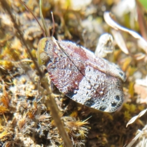 Platybrachys decemmacula at Hall, ACT - 2 Oct 2023