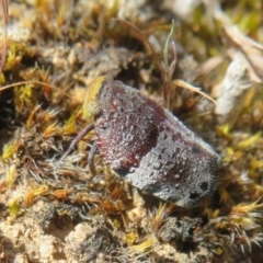 Platybrachys decemmacula at Hall, ACT - 2 Oct 2023