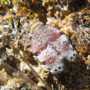 Platybrachys decemmacula at Hall, ACT - 2 Oct 2023